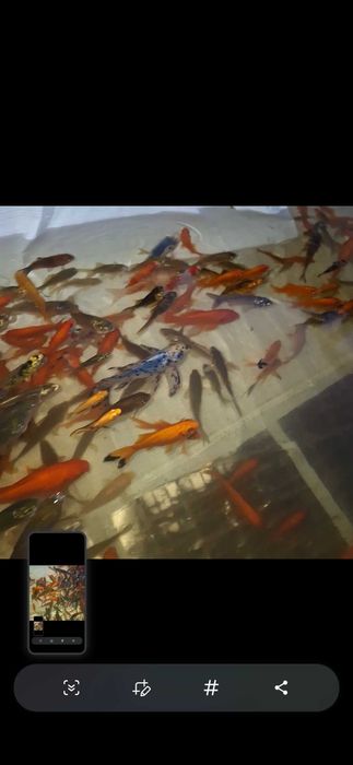 Carpas koi e outras espécies de agua fria disponíveis