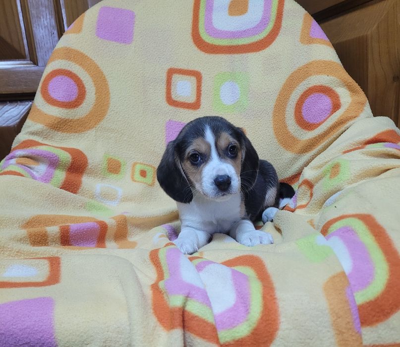 Beagle tricolor macho