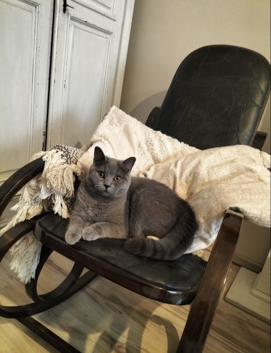 Kotka Brytyjska Liliowa. British Shorthair Lilac BRI  c.