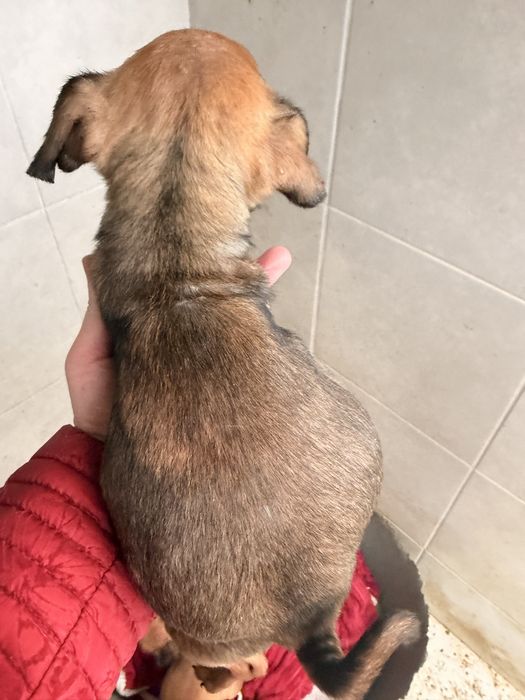 Para doar - cruzamento de pug com pincher