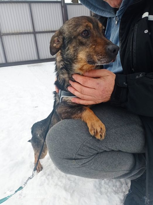 Malutki kochany piesek szuka domku.