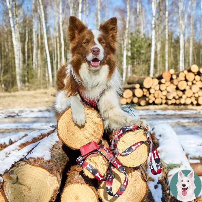 obroża materiałowa dla małego psa jamnik mops terrier s 15 mm kostki
