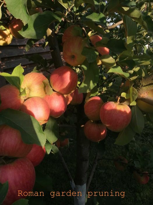 Обрезка плодовых / Обрезка сада / Уход за садом /Садовник