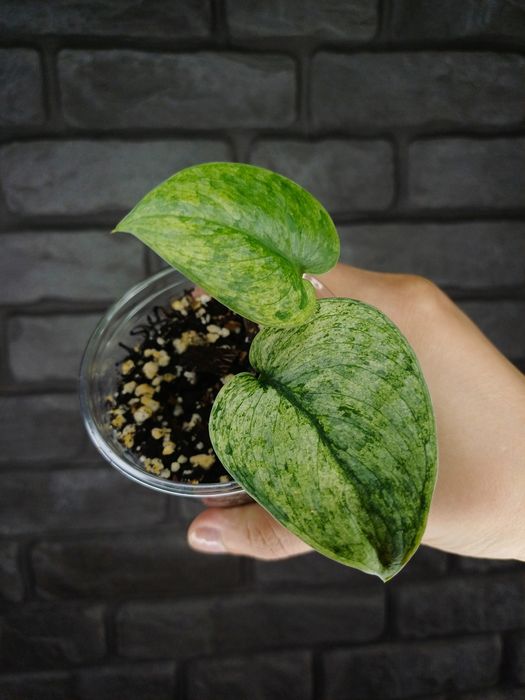 Scindapsus Dark Silver Cloud Variegata #2