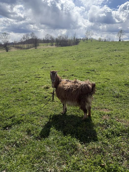 Продам кози молоді