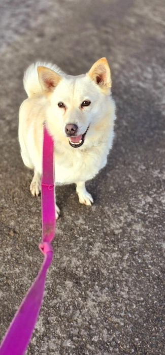 Amur i Bianca szukają wspólnego domu