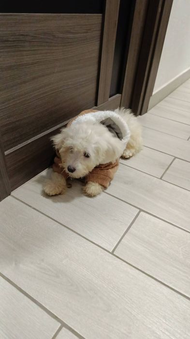 Продам мальтипу мальчика 4 месяца