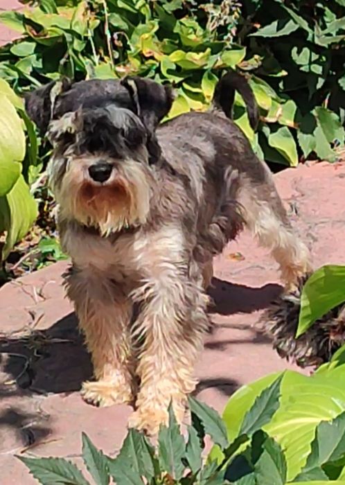 Цвергшнауцер. Річний хлопчик.