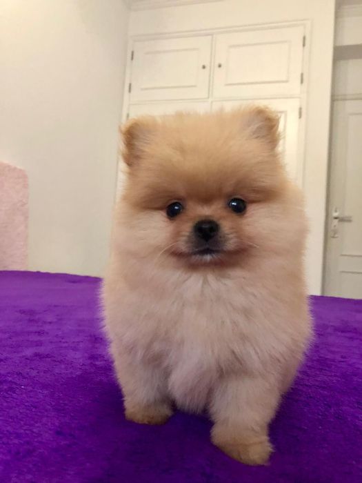 Fêmea Lulu da Pomerânia
