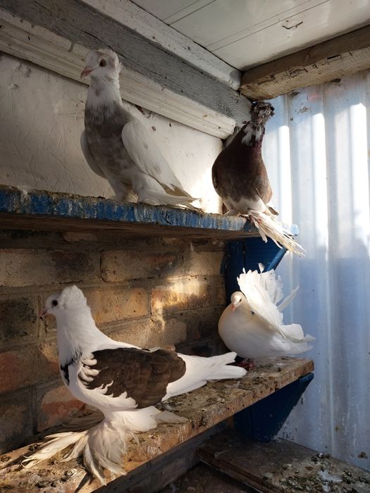 Голуби павлины и торкуты.