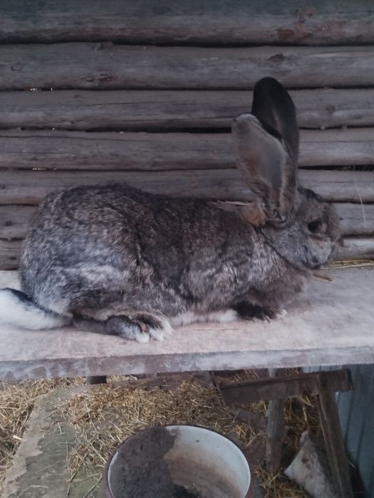 Samica po belgu królik