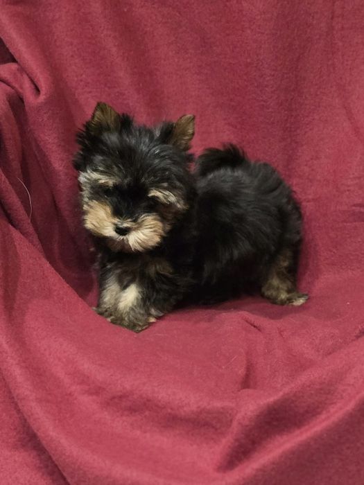 Piesek mini do 1,5kg Yorkshire Terrier