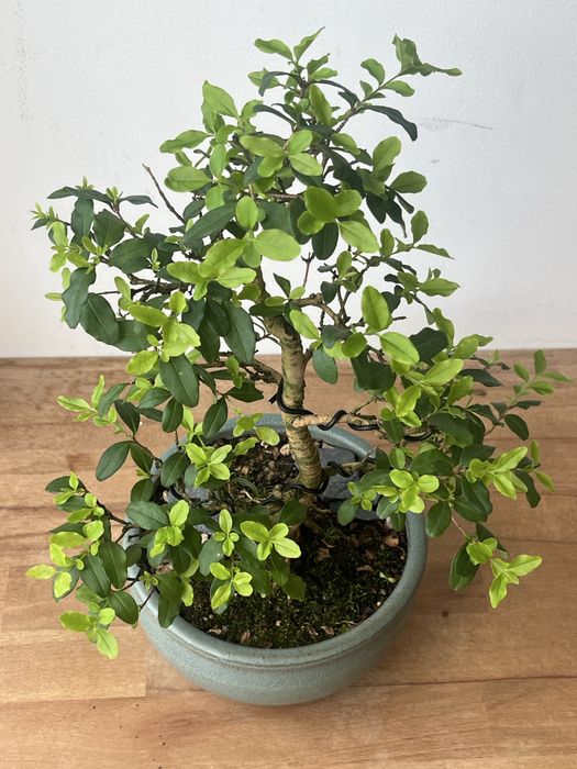 Bonsai ligustrum