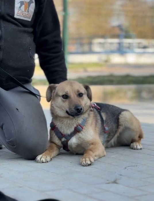 Demo czeka na swój nowy dom