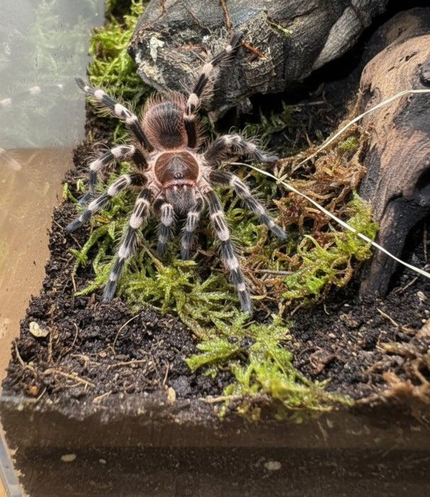 Ptasznik białokolanowy SAMIEC Acanthoscurria geniculata piękny zdrowy pająk + terrarium