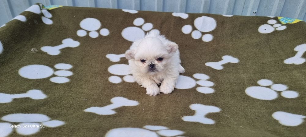 Pequinês macho branco