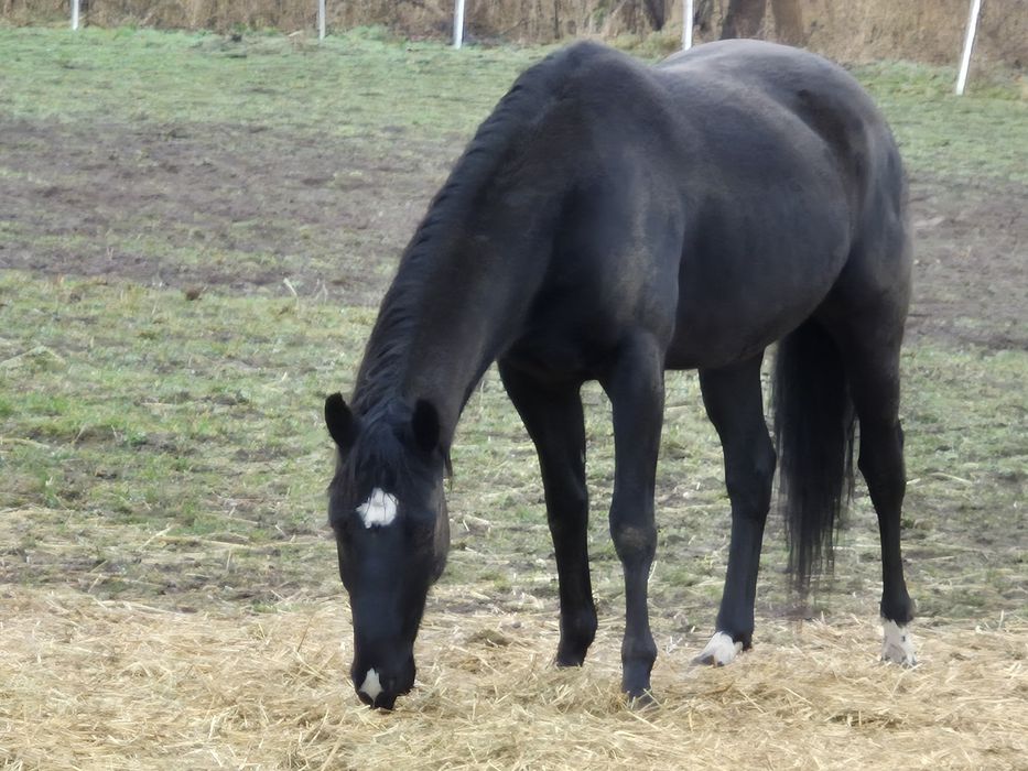 Sprzedam wałacha AQH karego