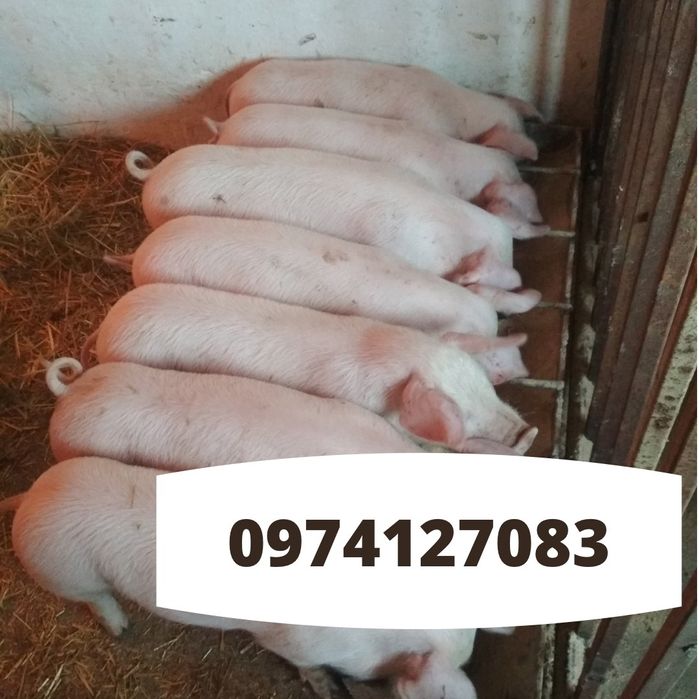 Поросята трёхпородные