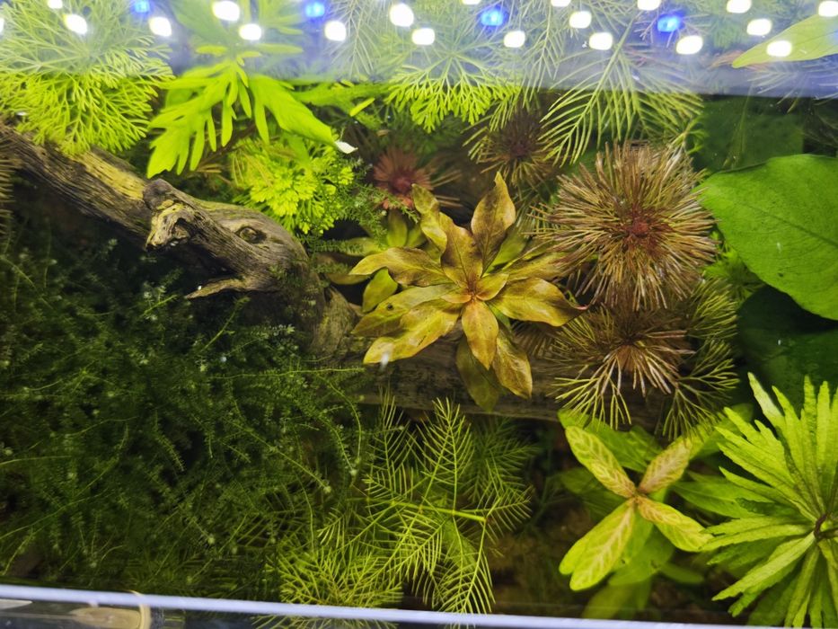 Plantas para aquário