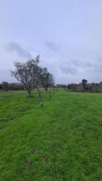 Terreno em Pinheiro de Coja