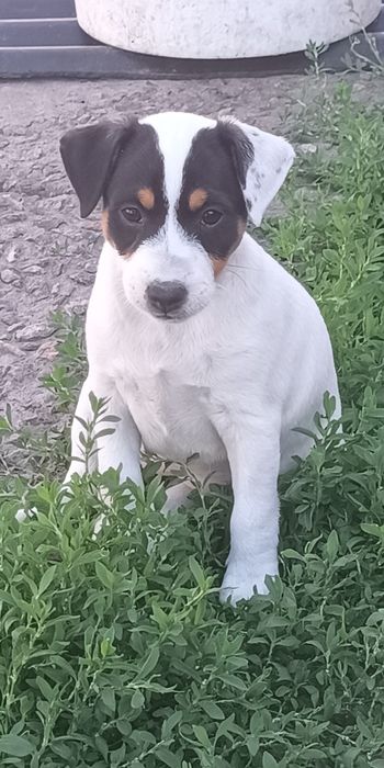 Джек Рассел тер'єр