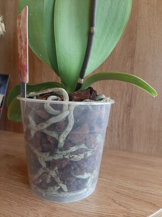 ОрхідеяІ    орхідея