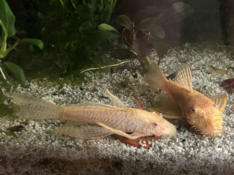 Zbrojnik, glonojad żółty dorosła para.