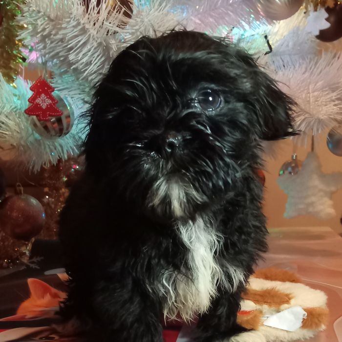 Fado mini maluch shih tzu/ domowa hodowla