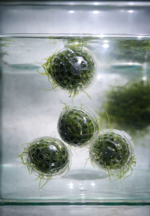 Musgo de Java (Taxiphyllum barbieri) em Bola –fácil manutenção aquario

3€ a unidade

4 pelo preço de 3 - 9€

8 - dispo