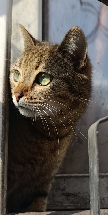 Кошечка в хорошие руки