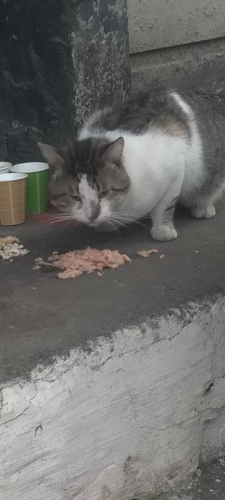 Отдам полосатого кота, молодой