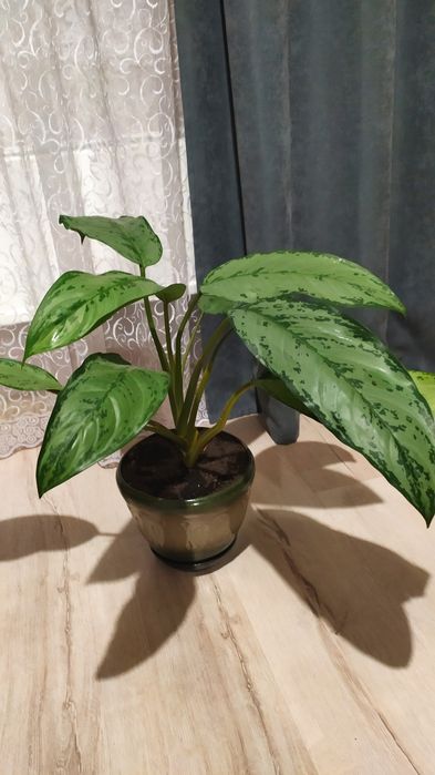 Вазони    домашні.