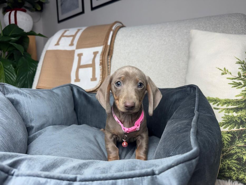 jamnik miniaturowy szczeniak lilac