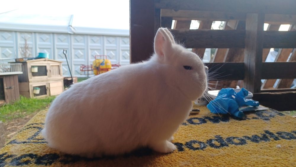 Hermelin niebieskooki