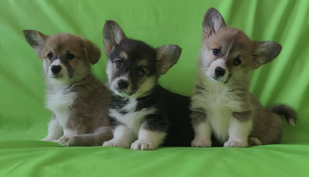 Корги. Может быть вашим.