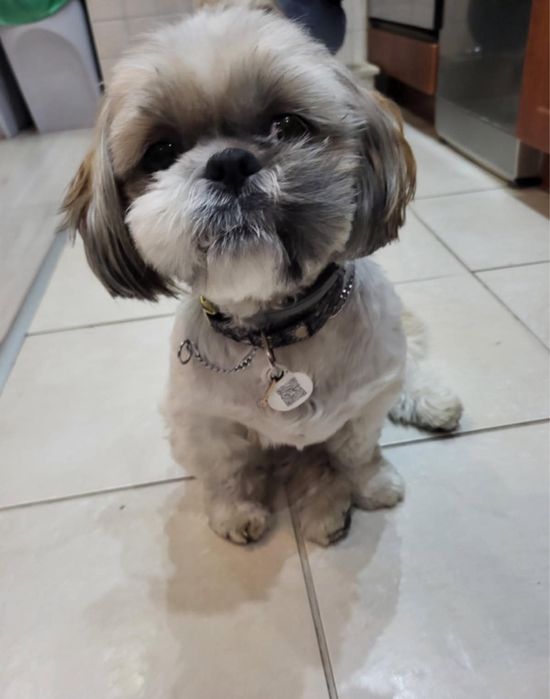 Shih tzu śliczny piesek