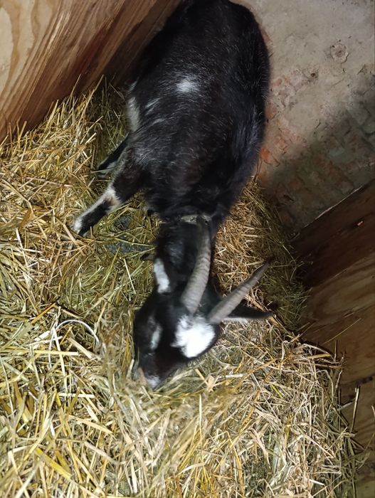 Продам молодих коз