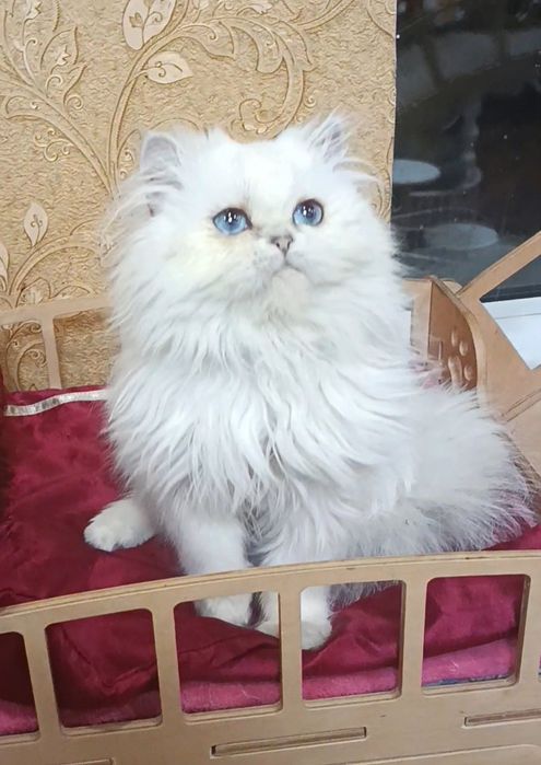 Мальчик шиншилла поинт хайленд