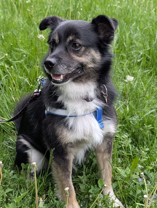 Do adopcji 5 lat samiec grzeczny
