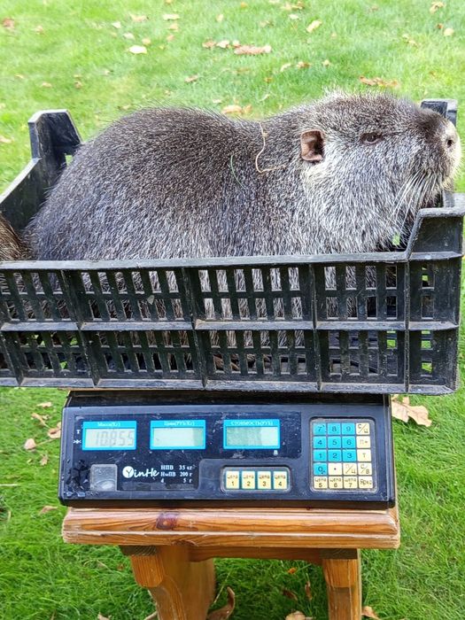 М'ясо домашньої нутрії .