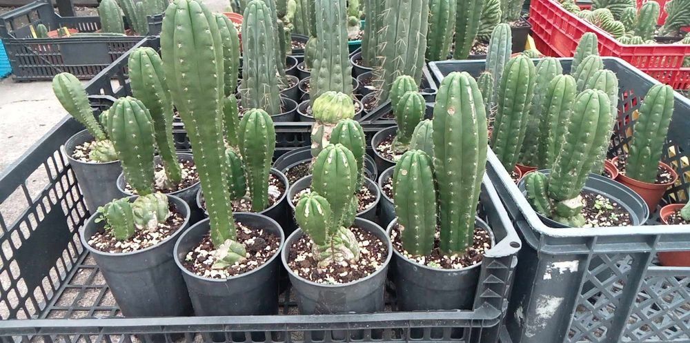 Cato San Pedro panhanoi colunar