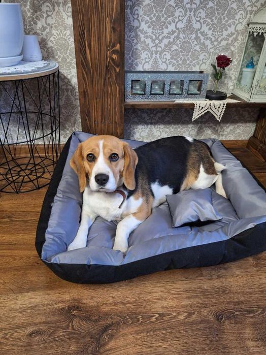 Nowe Legowisko Dla Psa Kota Wodoodporne 75x65 cm + Gratis 2x poduszki