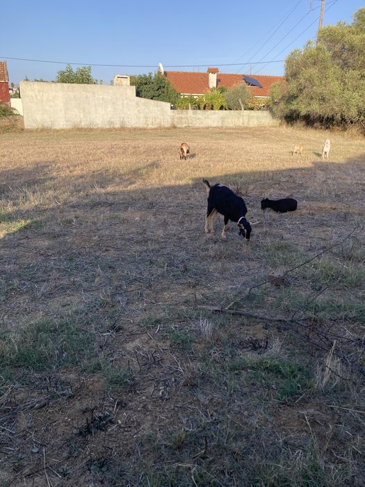 Boa tarde tenho para venda as cabras que se encontram nas fotos