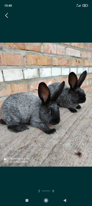Кролики Полтавське срібло