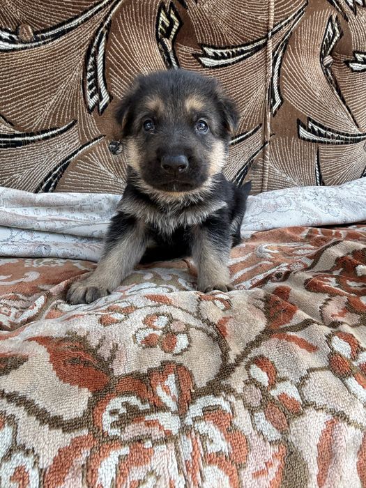 Цуценя німецької овчарки