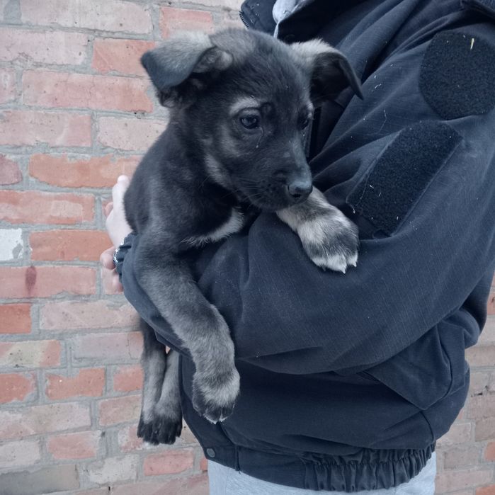 Цуценята (безкоштовно)