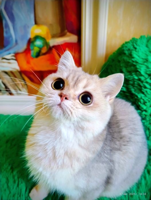 Kотик британська золота шиншила блакитне золото