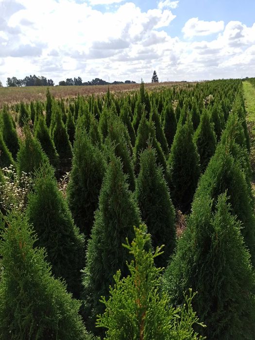 Tuje tuja szmaragd 100-160 gęste z gruntu