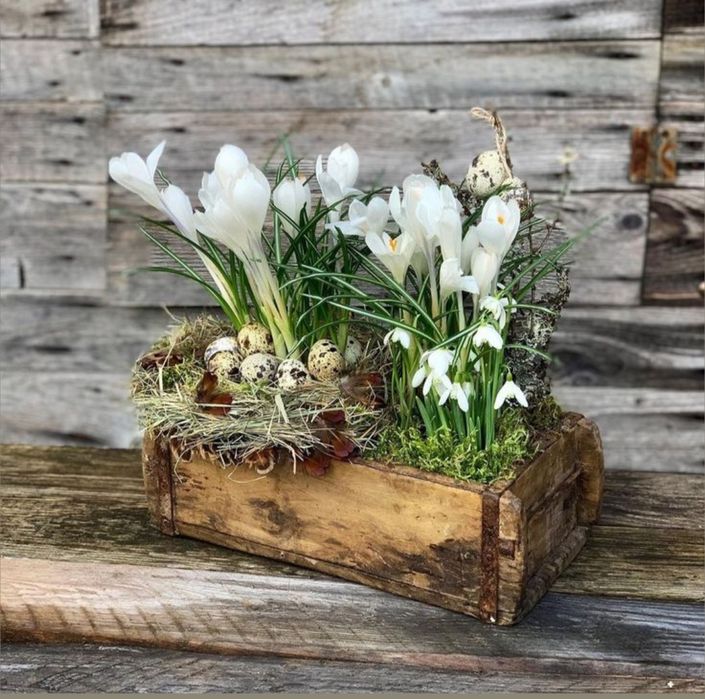 Krokusy że śnieżynkami w drewnianej skrzynce