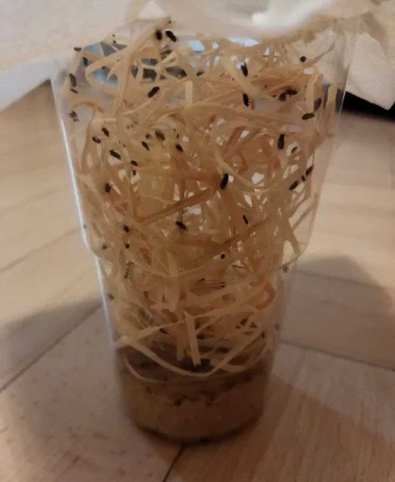 Muszki owocówki nieloty Drosophila Hydei